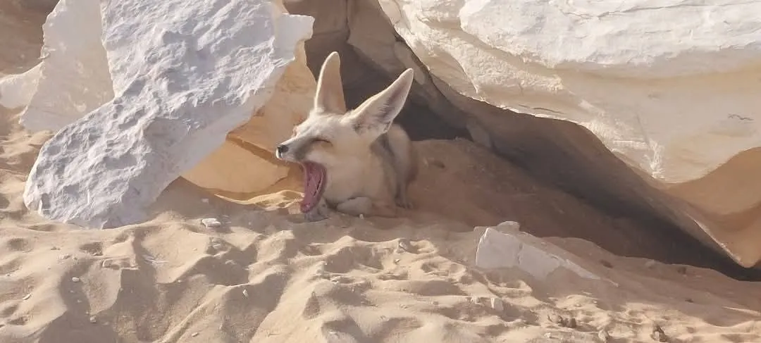 🏜️ White Desert Safari Adventure White Desert Safiri Adventure /IMG-20260516-WA0063.jpg